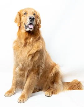 best dogs for college students